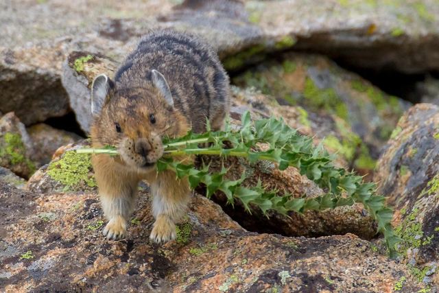 A pika has harvested a tundra thistle