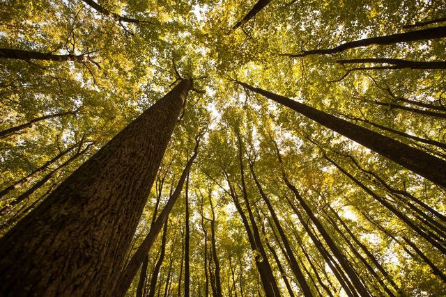 Looking up at a poplar stand canopy, which is turning yellow in fall.