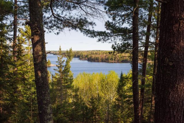 Photograph of lake in distance viewed through trees.